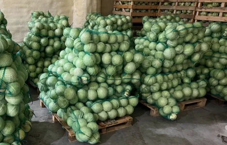 Капуста сорт Зенон