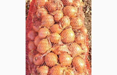 Продам фазированный лук, сорт Медуза 10грн, мелкий 2 грн