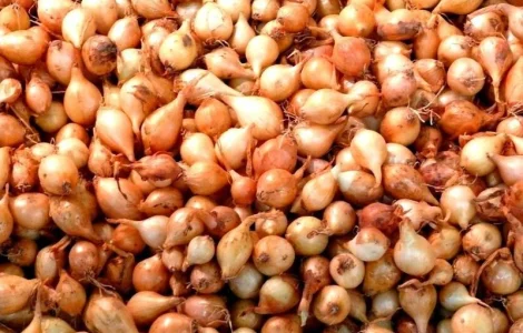 Лук
