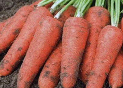 Продам морковь оптом