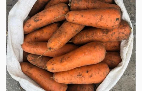 Продам морковь товарную оптом