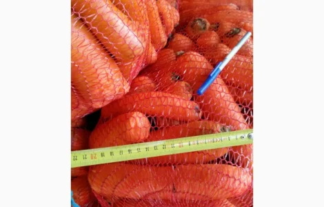 Продам морковь товарную оптом
