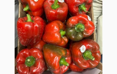 Красный и жёлтый сладкий перец Египет
