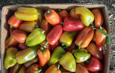 Продам Перец Політ сладкий ( не подмерзший) 3т соковитый и свежий