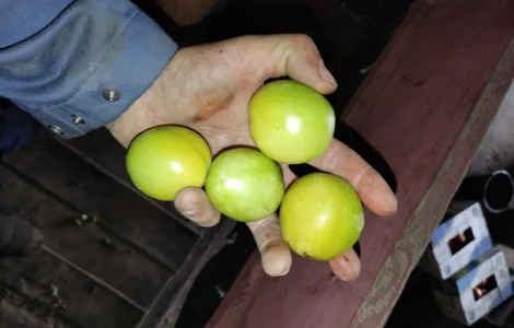 Продам зеленый помидор
