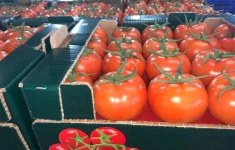 Прямые оптовые продажи Помидора из Турции