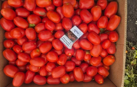 Продам помідор