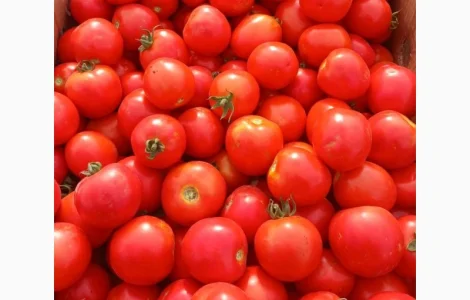 Продам польовий помідор 20 грн