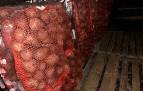 Продаем свеклу оптом