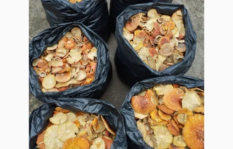 Мухомор червоний