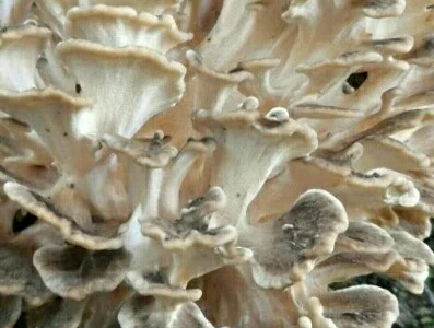 Продаю сушений гриб майтаке