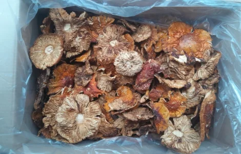 Продам мухомор карпати