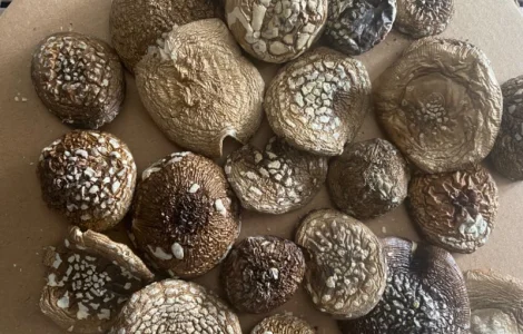 Продам пантерний мухомор