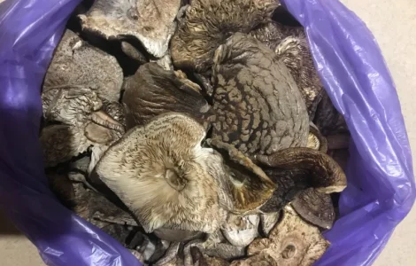 Продам мухомор пантерний