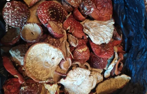 Мухомор красный (Amanita muscaria) высшего качества