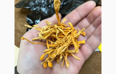Кордицепс для повышения энергии и тонуса организма