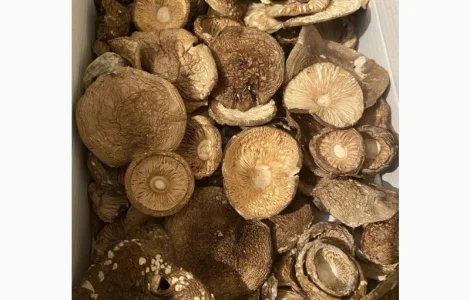 Продам пантерний мухомор