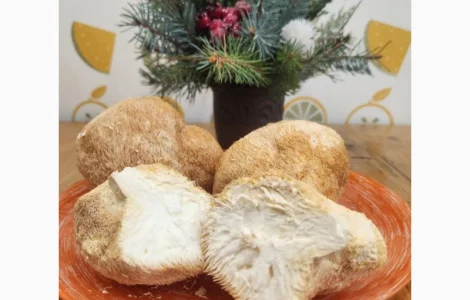 Продаю Їжовик Гребінчастий