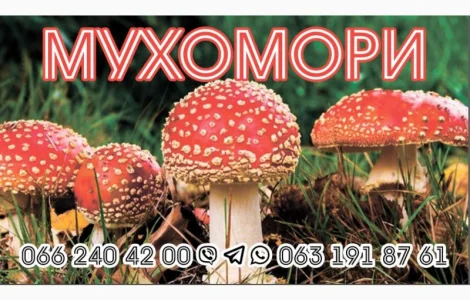 Гріб мухомор сухий шляпкі