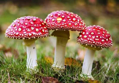 Продам мухомор червоний