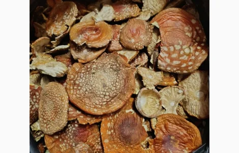 Мухомор червоний