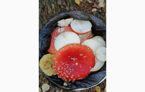 Сушеный Красный Мухомор на продажу