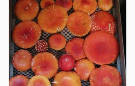 Сушёные шляпки мухомора красного (Amanita Muscaria) на продажу