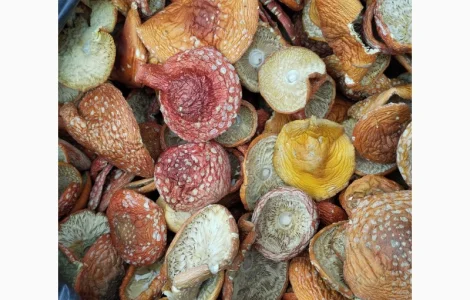 Червоний мухомор капелюшки зібрані в екологічно чистій місцевості