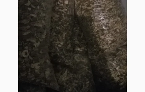 Сушеные белые грибы на продажу