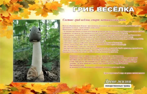 Настоянка гриба Веселка для здоров'я