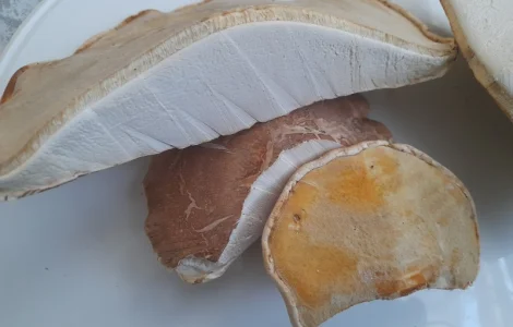 Губка березовая сушеная на продажу