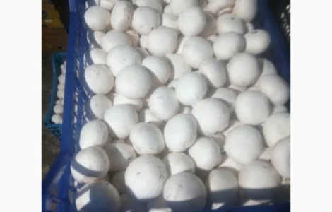 Свежие шампиньоны на продажу