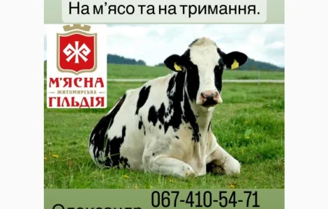 Закупаем КРС
