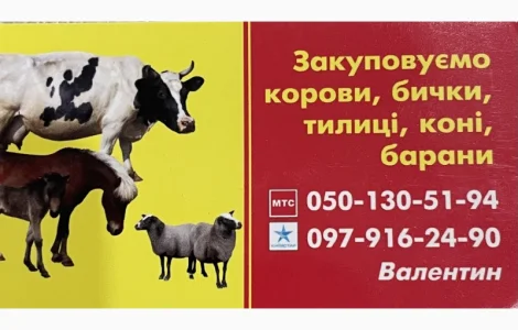 Закупаем КРС. Коровы. Быки. Тёлки. Лошади