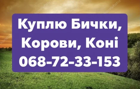 Заготовка Скота (Тывров, Жмеринка, Литин, Хмельник