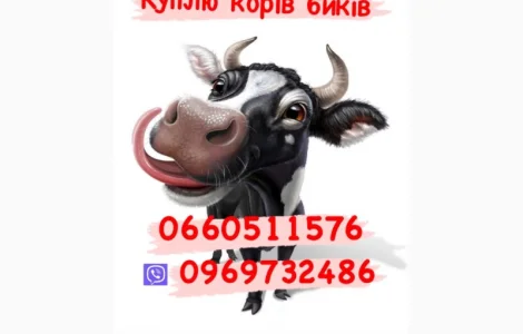 Куплю корів телят толок дорого