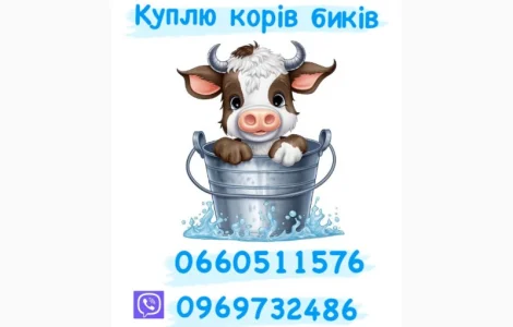 Куплю телят телиць биків корів коней