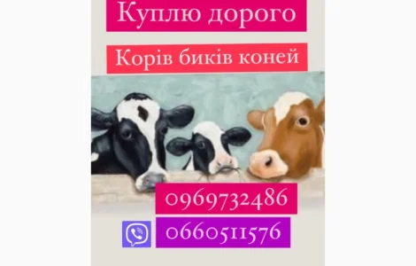 Биків корів коней куплю