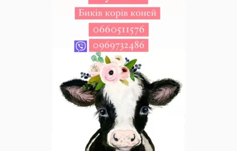 Купимо корів биків у населення