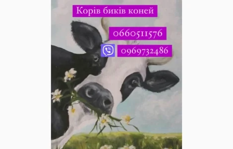 Куплю коней корів телят баранів Дорого