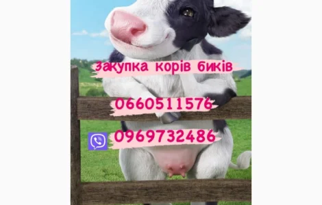 Куплю корів та биків любої ваги