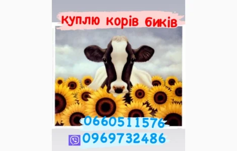 Куплю быков телят молодняк коров