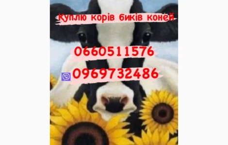 Живою вагою купимо корів биків баранів