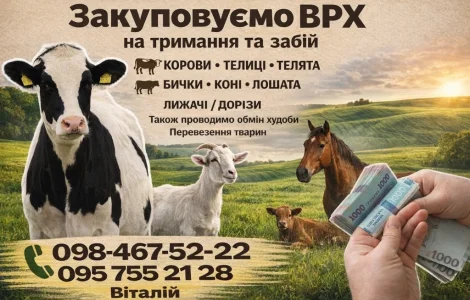 Куплю ВРХ (КОРОВИ