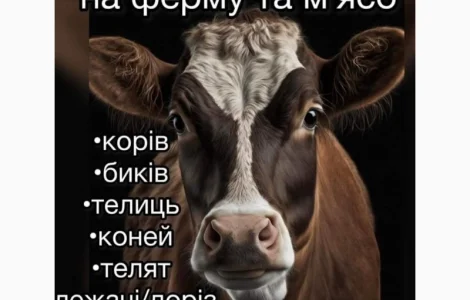 Закупка крс