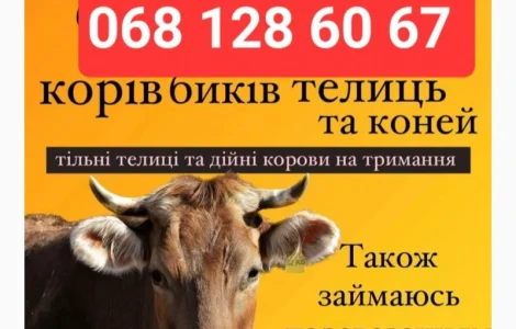Закупка крс на содержание