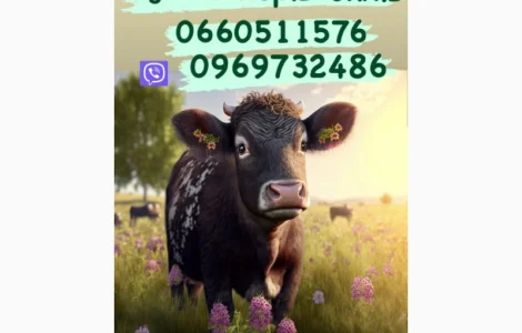 Куплю коней бичків корівок