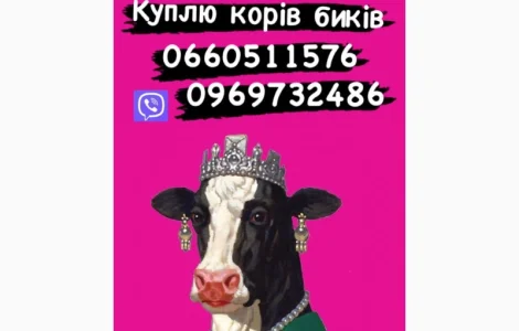 Коні Куплю коней кобил лошаків! ціна висока