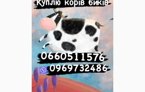 Закупка биків свиней поросят