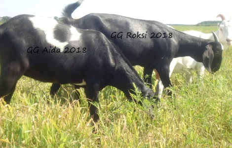 Продам пару - мати і дочка - чорних нубійських кіз з доставкою